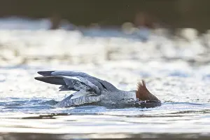 Goosander: Common Merganser female