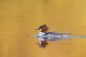 Goosander: Common Merganser female