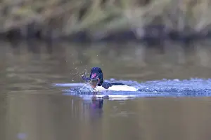Goosander: Common Merganser Fish