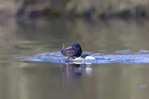 Goosander: Common Merganser Fish