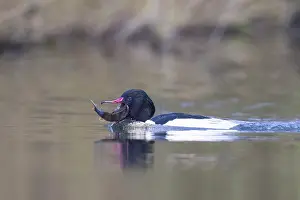 Goosander: Common Merganser Fish