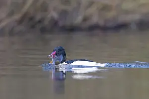 Goosander: Common Merganser Fish