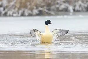 Flapping: Common Merganser male