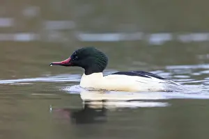 Goosander: Common Merganser male