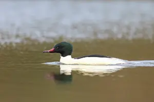Goosander: Common Merganser male