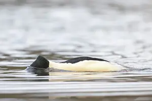 Goosander: Common Merganser male