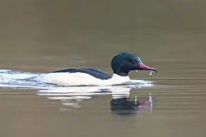 Goosander: Common Merganser male