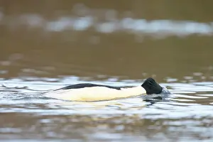 Goosander: Common Merganser male