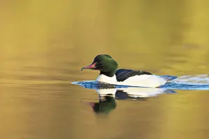 Goosander: Common Merganser male