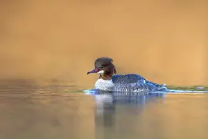 Hour: Common Merganser (Merganser merganser) swimming