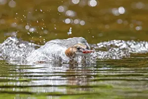 Catch: Common merganser (mergus merganser)