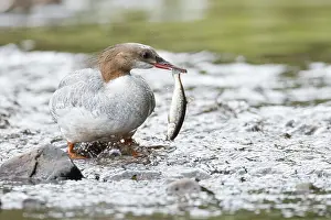 Typical Merganser: Common merganser (mergus merganser)