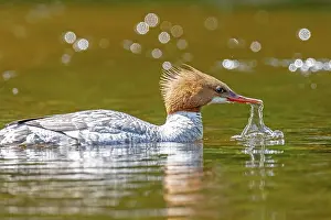 Typical Merganser: Common merganser (mergus merganser)