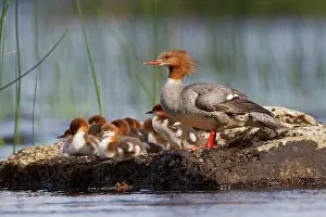 Finnish: Common merganser (Mergus merganser), female with