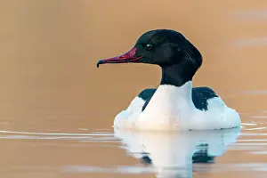 Mergus: Common merganser (Mergus merganser), male in water