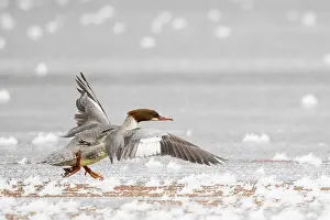 Move: Common merganser (Mergus merganser) running on frost-covered