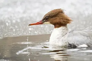 Accident: Common merganser (Mergus merganser) swimming on
