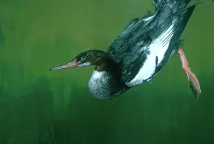 Webbed: Common Merganser Underwater