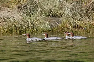 Mergansers: Common Merganser - in water