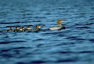 Ducklings: Common Mergansers