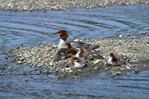 Ducklings: Common Mergansers
