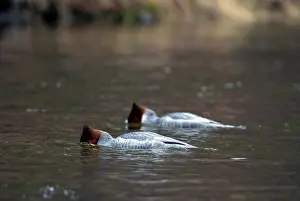 Yukon: Common Mergansers