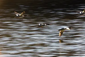 Yukon: Common Mergansers