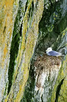 Canus: Common or Mew Gull