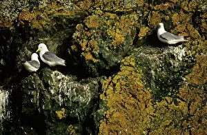 Canus: Common or Mew Gulls