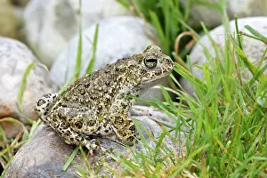 Alytes: Common Midwife Toad