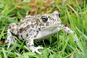 Alytes: Common Midwife Toad