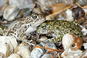 Alytes: Common Midwife Toad