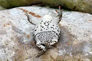 Alytes: Common Midwife Toad - on back