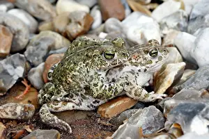 Alytes: Common Midwife Toad - mating