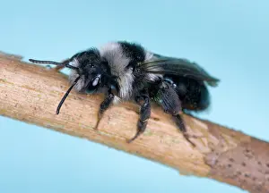 Ailsa Hopkin: Common Mining Bee (female)