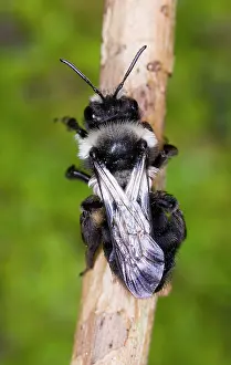 Ailsa Hopkin: Common Mining Bee (female) - Dorsal view showing