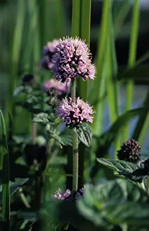 Flavoring: Common mint
