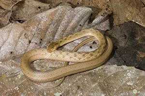 Mock: Common Mock-viper