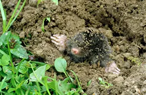 Moles: Common Mole - emerging from ground