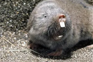 Burrowing: Common Mole Rat (Cryptomys hottentotus), a burrowing rodent