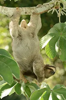 Dangling: Common Mole Rat (Cryptomys hottentotus), a burrowing