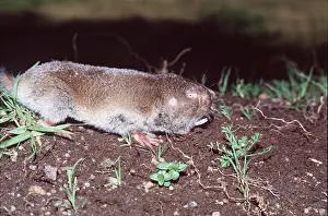 Rats: Common Mole-rat - side view, foraging