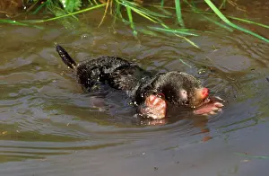 Moles: Common Mole - swimming in river