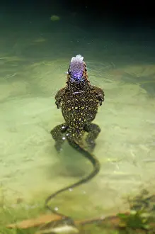 Monitors: A Common Monitor Lizard swims in a small stream