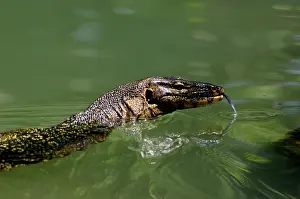 Tioman: A Common Monitor Lizard swims in a small stream