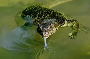 Monitors: A Common Monitor Lizard swims in a small stream