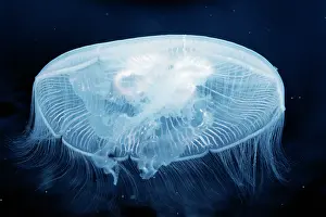 Aurelia: Common / Moon JELLYFISH