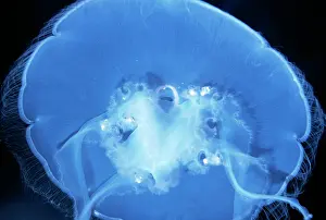 Aurelia: Common / Moon JELLYFISH