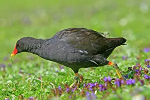 Moorhens: Common Moorhen