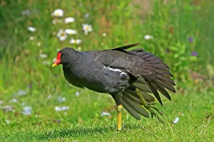 Moorhens: Common Moorhen